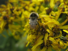 Bombus