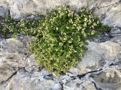 Galium megalospermum