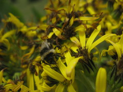 Bombus