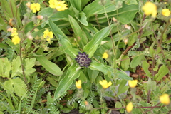 Gentiana