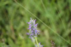 Lamiaceae