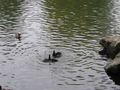 Anas platyrhynchos