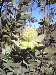 Protea glabra