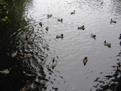 Anas platyrhynchos
