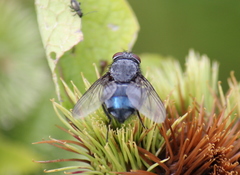 Calliphora