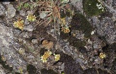 Sedum minimum