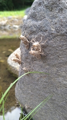 Sympetrum infuscatum