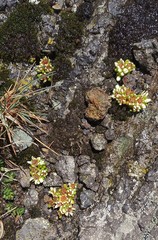 Sedum minimum