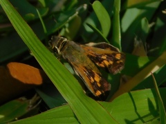 Hylephila phyleus