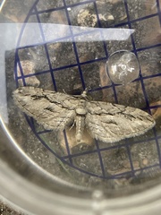 Eupithecia phoeniceata