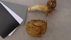 Cortinarius subtortus