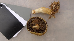 Cortinarius subtortus