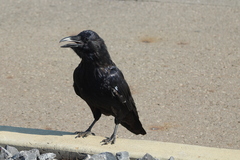 Corvus corax