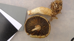 Cortinarius subtortus