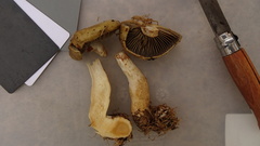 Cortinarius subtortus
