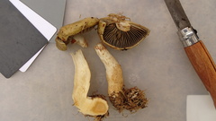 Cortinarius subtortus