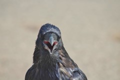 Corvus corax
