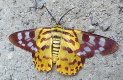 Dysphania militaris