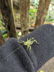 Lichenagraecia cataphracta