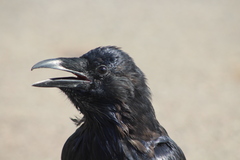 Corvus corax