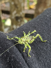 Lichenagraecia cataphracta