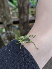 Lichenagraecia cataphracta