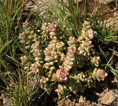 Crassula rupestris rupestris