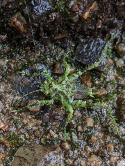 Lichenagraecia cataphracta