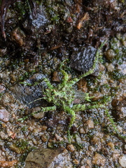 Lichenagraecia cataphracta