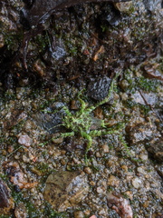 Lichenagraecia cataphracta