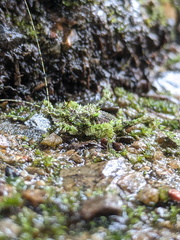 Lichenagraecia cataphracta