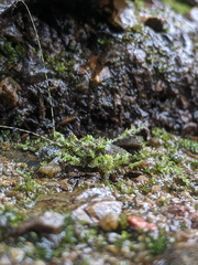 Lichenagraecia cataphracta