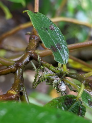 Lichenagraecia cataphracta