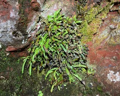 Notogrammitis patagonica