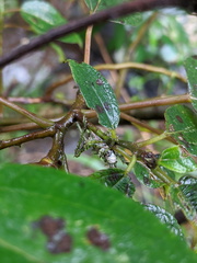 Lichenagraecia cataphracta