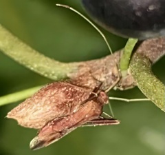 Paraxenetus guttulatus