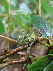 Lichenagraecia cataphracta