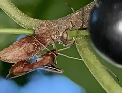 Paraxenetus guttulatus