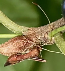 Paraxenetus guttulatus