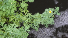 Cotula nigellifolia nigellifolia