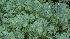 Cotula nigellifolia nigellifolia