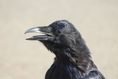 Corvus corax