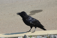 Corvus corax