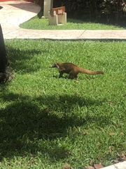 Nasua narica nelsoni