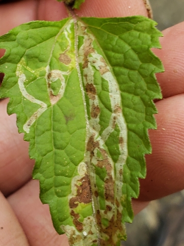Liriomyza cracentis
