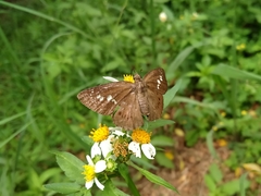 Seseria formosana