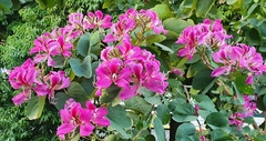 Bauhinia × blakeana