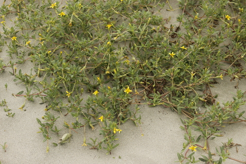 Image of Pectis Multiflosculosa (Pectis multiflosculosa) by no rights reserved