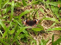 Junonia orithya orithya