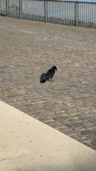Corvus corone